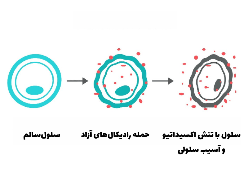 نحوه آسیب رساندن رادیکال‌های آزاد به سلول‌های سالم بدن