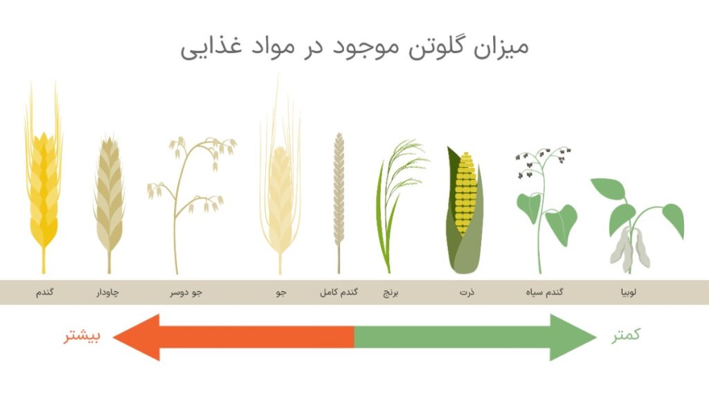 گلوتن چیست و مضرات گلوتن را بشناسید